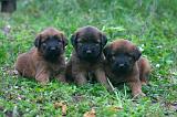 BRIARD 315